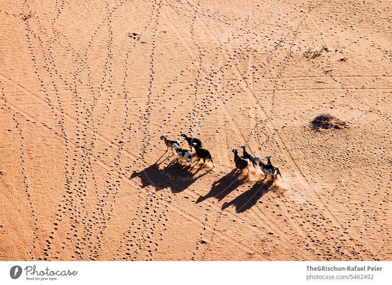 Goats from above cast camel-like shadows in the sand Sand Exterior shot Colour photo Nature Sun Tourism Wahiba Sands Oman Omani desert Landscape Desert