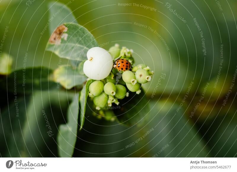 Asian ladybug sitting on a bunch of snowberries/bunching peas Snowberry firecracker pea bush Asian ladybird Ladybird shrub Beetle Green Red Environment