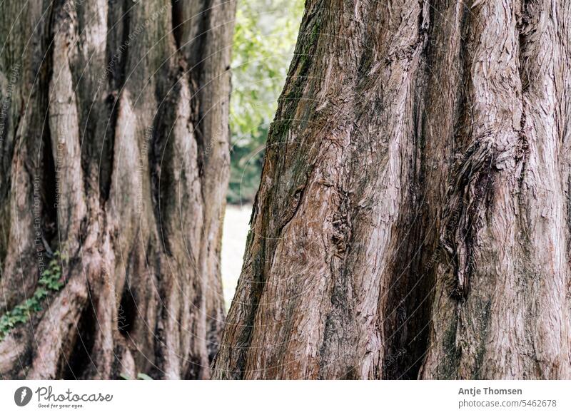 Lower trunk of two larches standing one behind the other Larch Tree trunk Tree bark Coniferous trees Nature furrows Environment old trees