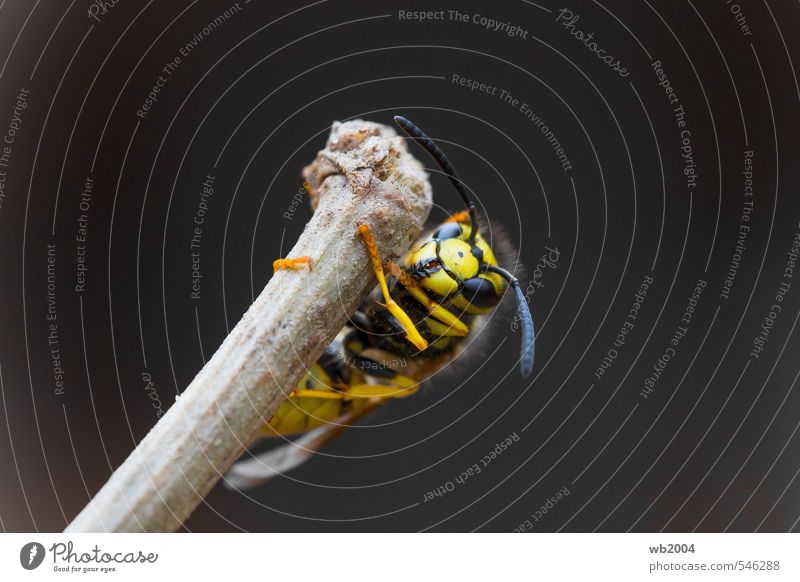 Hold on tight! Nature Autumn Garden Animal Wasps 1 Hang Esthetic Colour photo Exterior shot Deserted Day Long shot Animal portrait