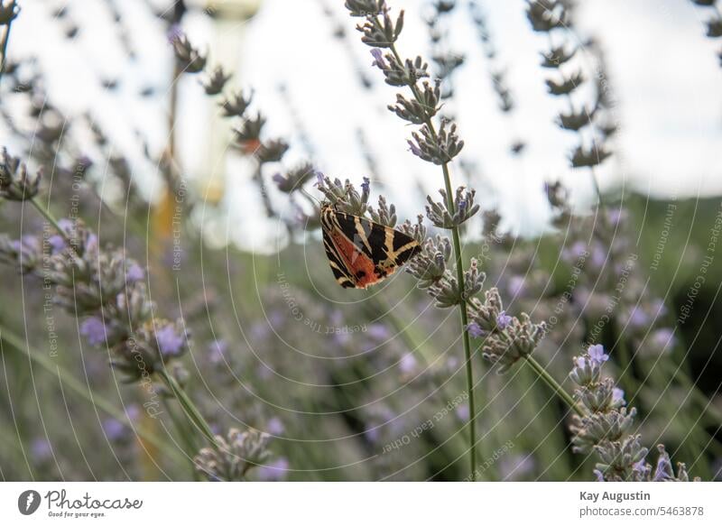 Russian bear in the vineyards of the Ahr valley russian bear Nature Landscape Outdoors Europe butterfly Butterfly lilac blossom Colour flora Flower rear wing