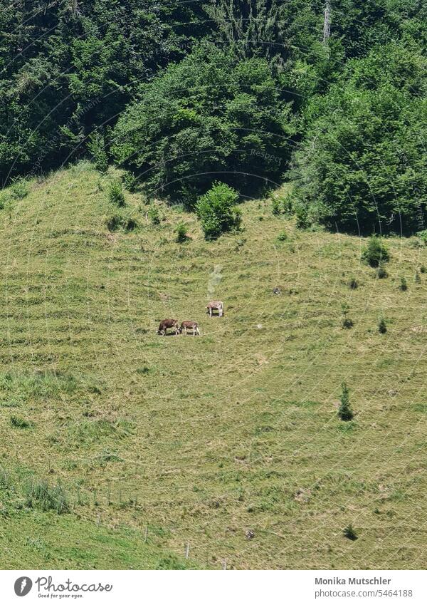 Cows in the pasture cows Willow tree Meadow Agriculture Nature Animal Cattle Grass Herd Landscape Farm Field Arable land Rural Livestock Pasture use Milk Mammal