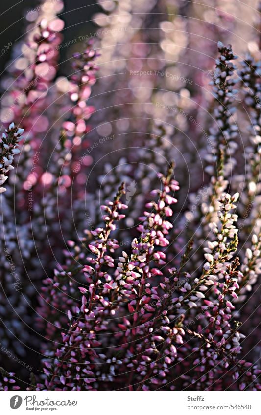 Lighting atmosphere in the autumn garden Ornamental Heather Ornamental plant Domestic enjoyable calluna Erika Erica Visual spectacle purple pink Heathland