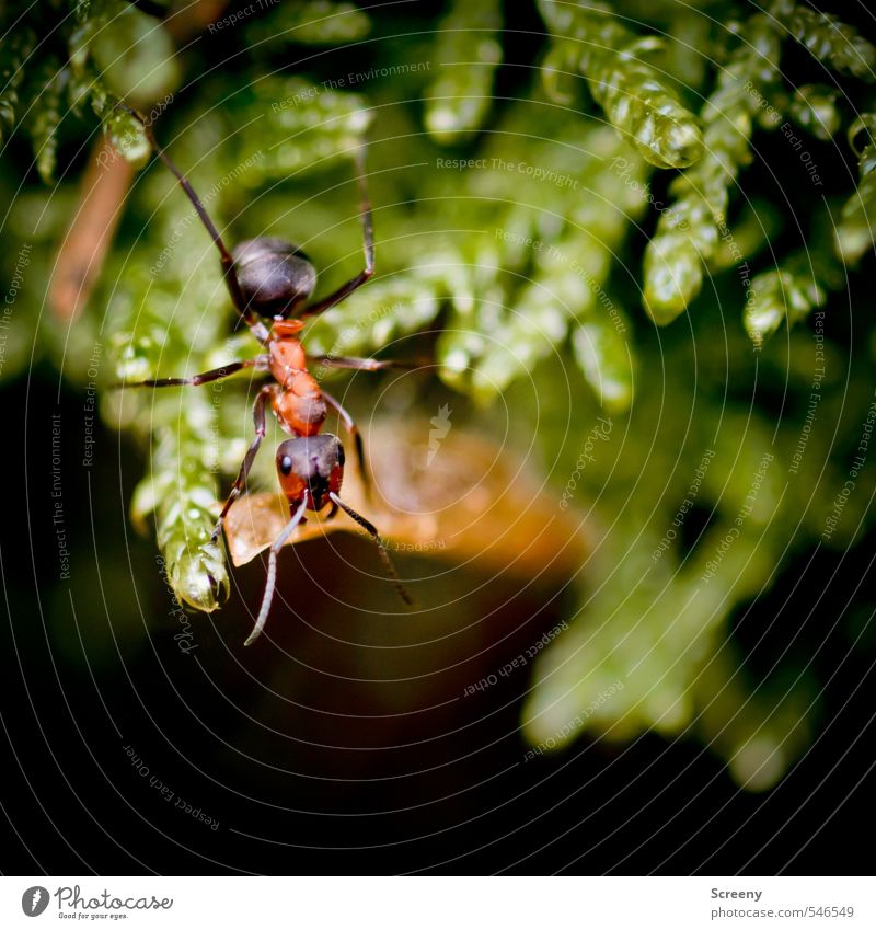 Forester of the month Plant Animal Moss Wild plant Ant 1 Crawl Small Strong Power Diligent Colour photo Exterior shot Macro (Extreme close-up) Deserted