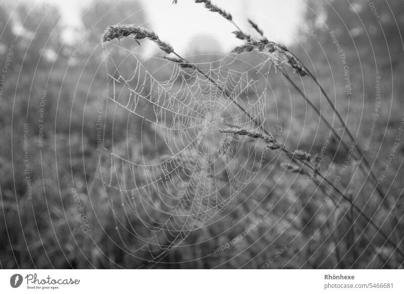 Spider web on grass Spider's web Net Drops of water Macro (Extreme close-up) Exterior shot Shallow depth of field Nature Wet Deserted naturally Close-up Morning