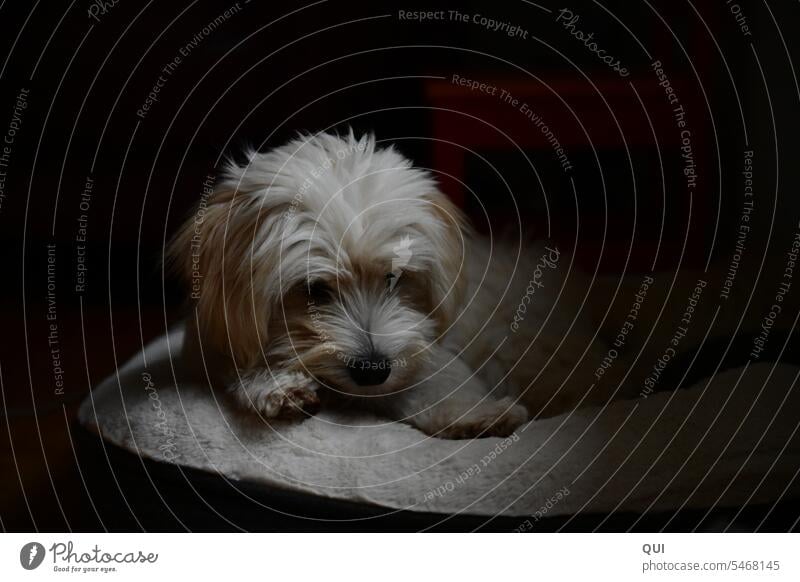 Fuzzy white dog baby in basket Puppy Dog White fluffy fuzzy Delicate Baby Cute Mammal Companion Crossbreed Animal protection Havanese Bolognese Bishon cute Pet