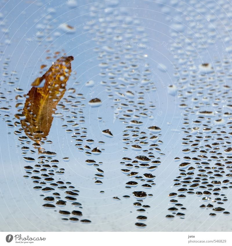 last day of november Cloudless sky Autumn Bad weather Rain Leaf Autumn leaves Cold Wet Calm Contentment Loneliness Uniqueness Ease Nature Stagnating Transience