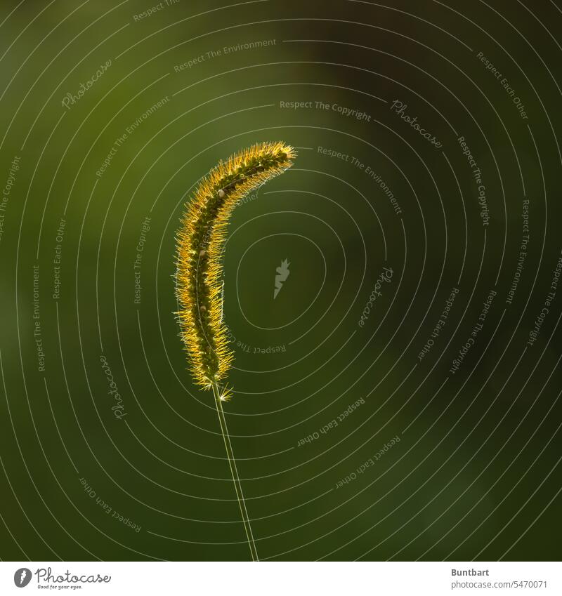 Grass flower backlit Flower of grass Blossom Back-light Blade of grass Plant Close-up Stalk Macro (Extreme close-up) Green Yellow hair Tiny hair