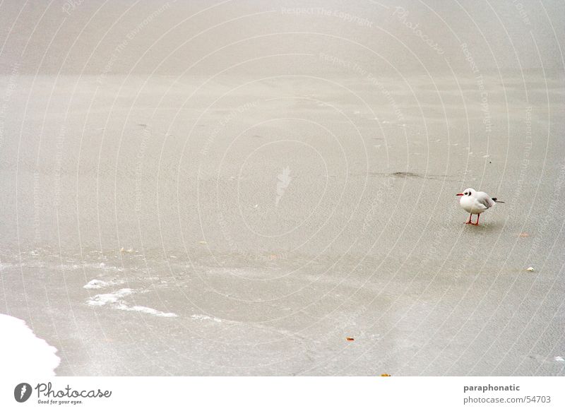 Lonely Bird Cold Mud Frozen Park Winter Lake Kingfisher Loneliness Grief Exterior shot Ice Snow River Single