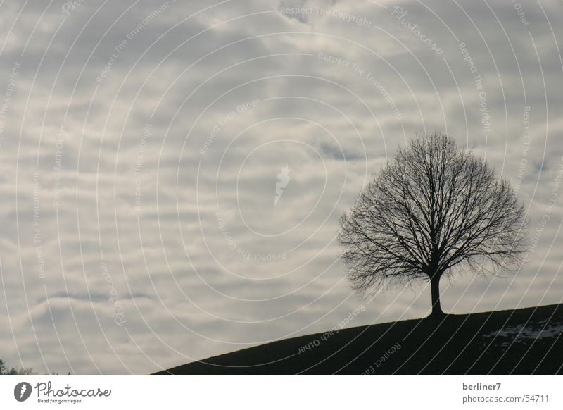 lonely tree on the hill Tree Hill Clouds Horizon Gray Back-light trees Mountain Branch cloud structure