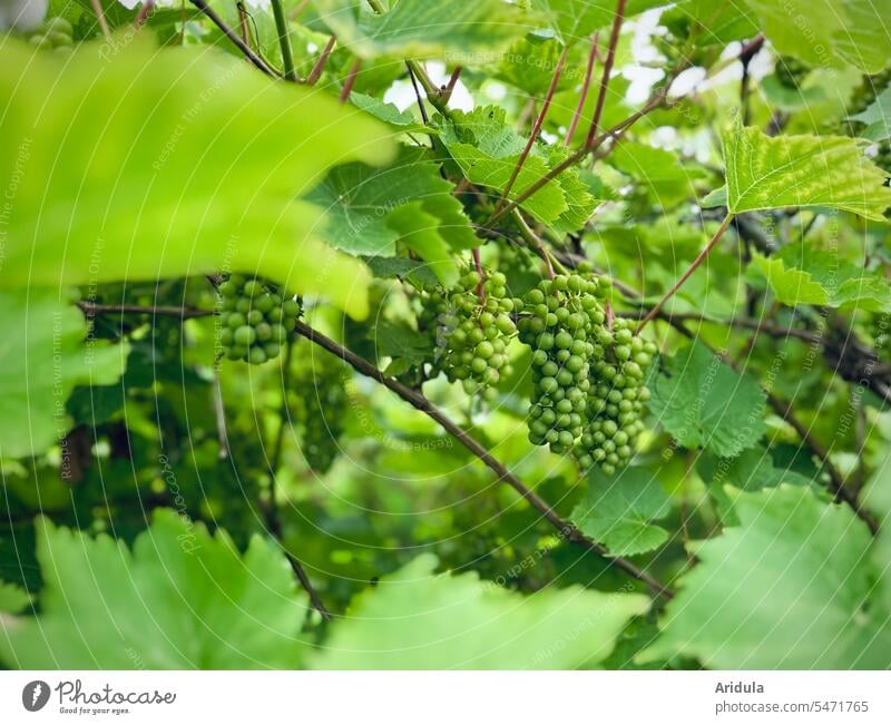 Green unripe grapes hanging on a wild vine Vine Bunch of grapes Vineyard Wine growing Nature Plant Immature Harvest Organic farming Vine leaf vine leaves