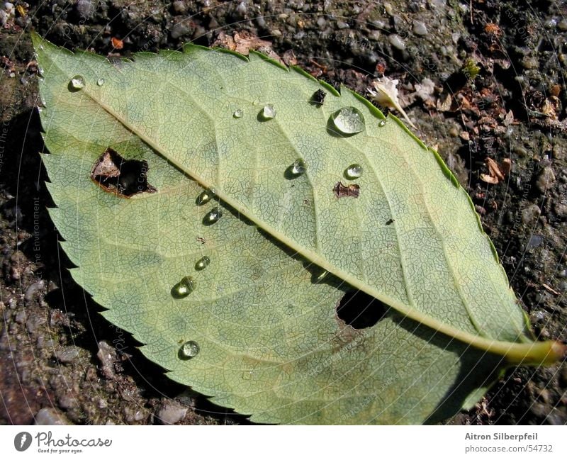 DryWaterLeafleat Drought Green Converse Slow motion Nature Rain Beautiful evocativeness End