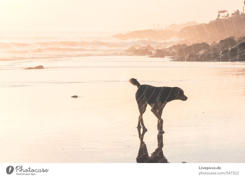 beach walk Landscape Water Sky Summer Beautiful weather Waves Coast Ocean Dog 1 Animal Yellow Gold Orange Pink Red Black Colour photo Subdued colour