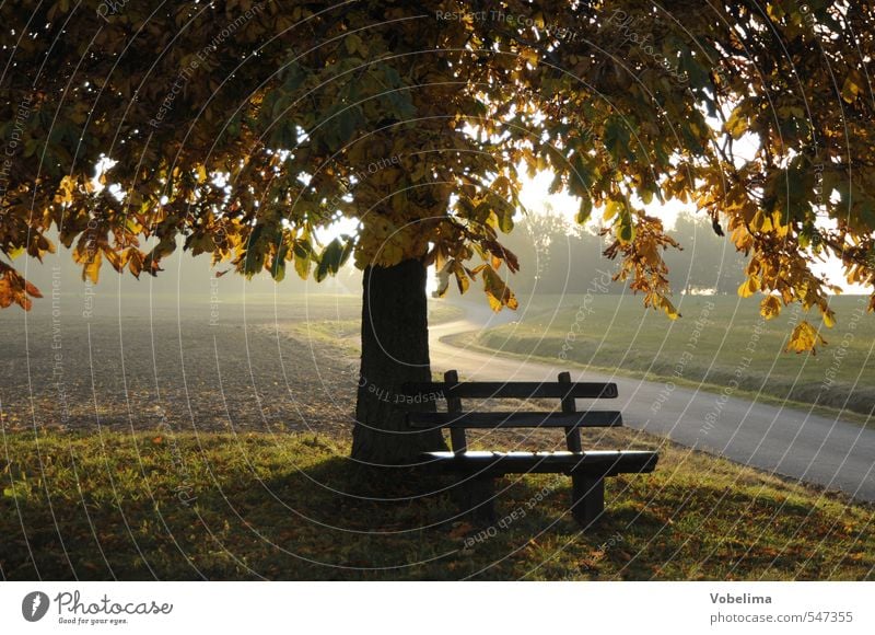 bank in autumn Nature Landscape Autumn Beautiful weather Tree Field Lanes & trails Brown Yellow Gold Green Moody Hope Belief Sadness Colour photo Exterior shot