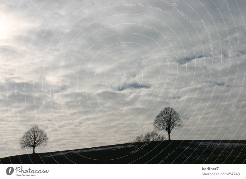 Two trees Tree 2 Hill Slope Clouds Gray Horizon Mountain Sky hidden sun