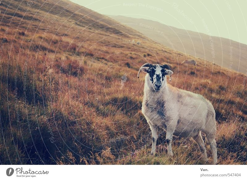 That's my hill! Nature Landscape Plant Sky Autumn Grass Bushes Hill Animal Farm animal Sheep 1 Warmth Red Colour photo Subdued colour Exterior shot Deserted