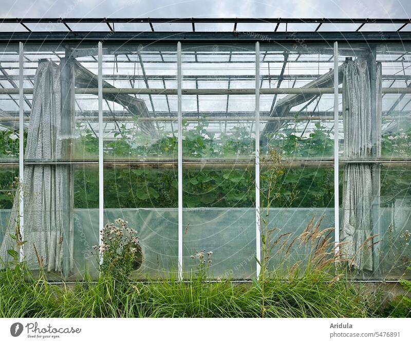 Greenhouse of a vegetable nursery Market garden Vegetable Grmüsegärtnerei Cucumber plant Garden Light Pane Window Growth Glass Plant Nature Window pane