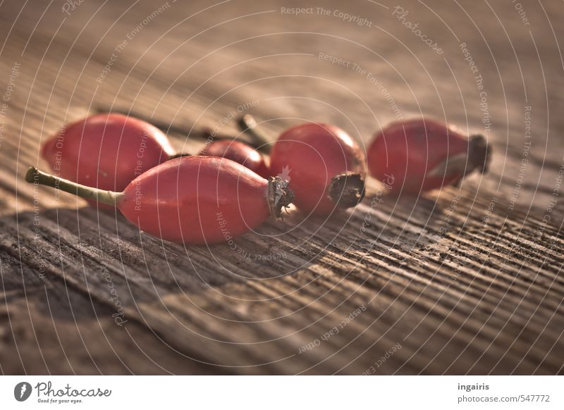 autumnal still life Tea rose hip tea Healthy Healthy Eating Autumn Plant Fruit Fruit tea Berries Rose hip Wood Illuminate Brown Red Contentment Thanksgiving