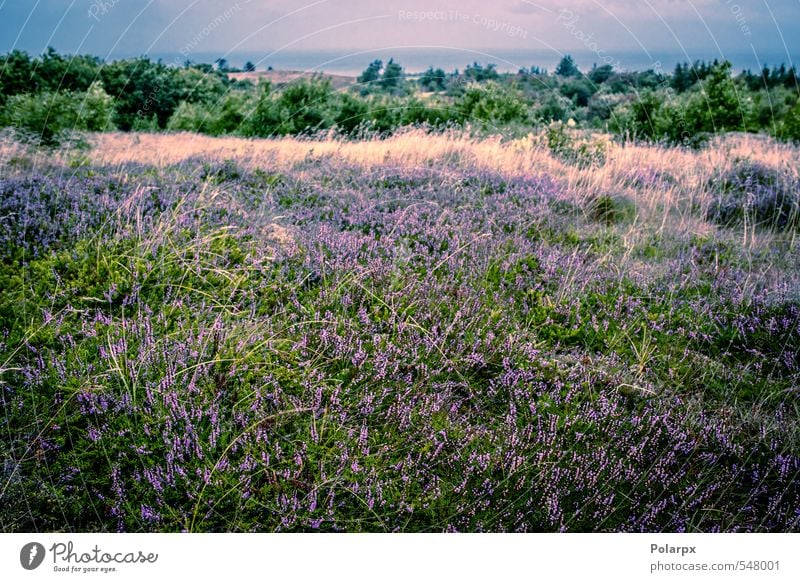 Heather field Beautiful Summer Garden Decoration Nature Landscape Plant Autumn Flower Grass Blossom Meadow Natural Wild Green Pink Colour Mountain heather