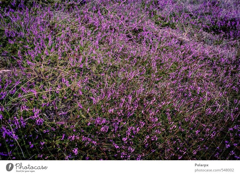 Heather Beautiful Summer Garden Decoration Nature Landscape Plant Autumn Flower Grass Blossom Meadow Natural Wild Green Pink Colour Mountain heather Purple