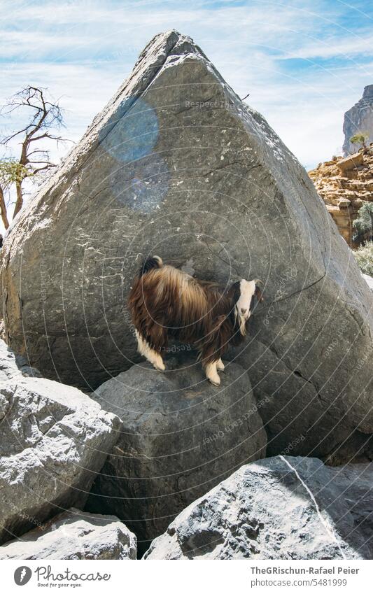 Goat standing in the shade behind a large stone goat Pelt Stone Shadow Sun stones Climbing Farm animal Animal Exterior shot Animal portrait Nature Colour photo