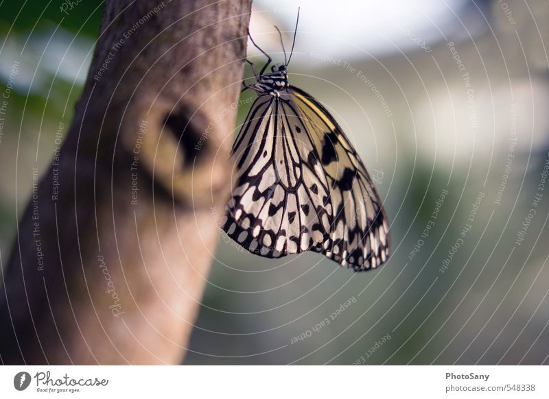 butterfly Nature Butterfly Zoo 1 Animal Observe Near Brown Yellow Green White Freedom Calm Delicate Beautiful Colour photo Interior shot Day Blur