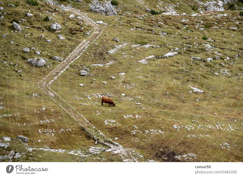 Scenic wild alpine landscape around the 3 Zinnen mountains, the dolomites in South Tyrol cow green way view trail narrow meadow pasture path alps nature grass