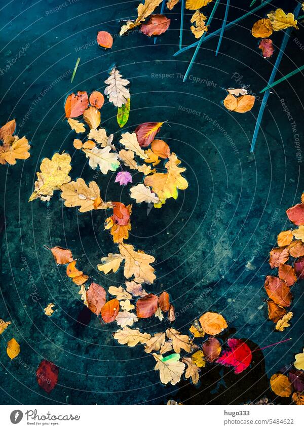 Leaves in water foliage Water Autumn leaves Autumnal colours Nature Seasons Transience autumn colours autumn mood Yellow Leaf Early fall Autumn Season