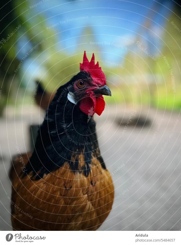 Animal portrait | Vorwerk rooster Rooster Vorwerk chicken Chicken breed Small Brown Black Farm Poultry Barn fowl Bird Farm animal Free-range rearing