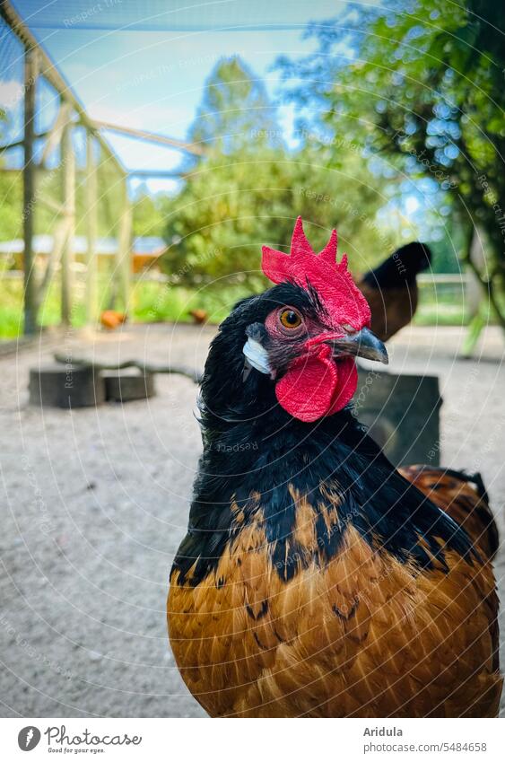 Animal portrait | Vorwerk rooster No. 2 Rooster Vorwerk chicken Chicken breed Small Brown Black Farm Poultry Barn fowl Bird Farm animal Free-range rearing