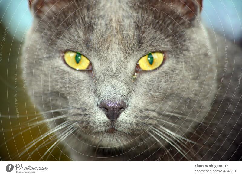 Intense look of silver gray cat into camera, focus is on nose Cat hangover Domestic cat silver grey Looking Looking into the camera Forward view in camera Pelt