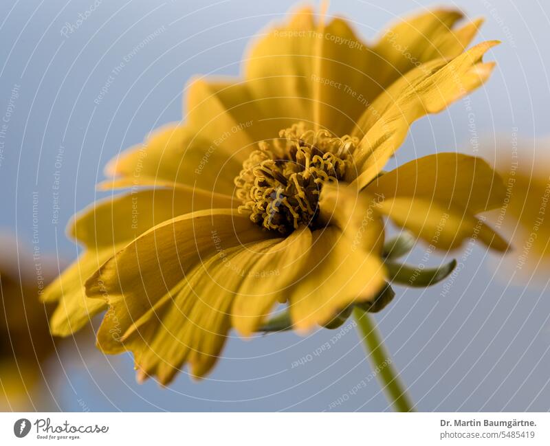 Large-flowered girl's eye, Coreopsis grandiflora from the prairies of North America Large flower girl eye inflorescence blossom from North America shrub