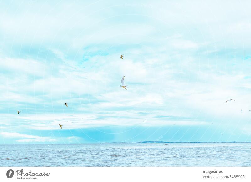 Terns and seagulls fly over the blue, idyllic sea. Flock of birds Flying Blue idyllically ocean Ocean coast Water Nature Bird Colour photo Beach Deserted Animal