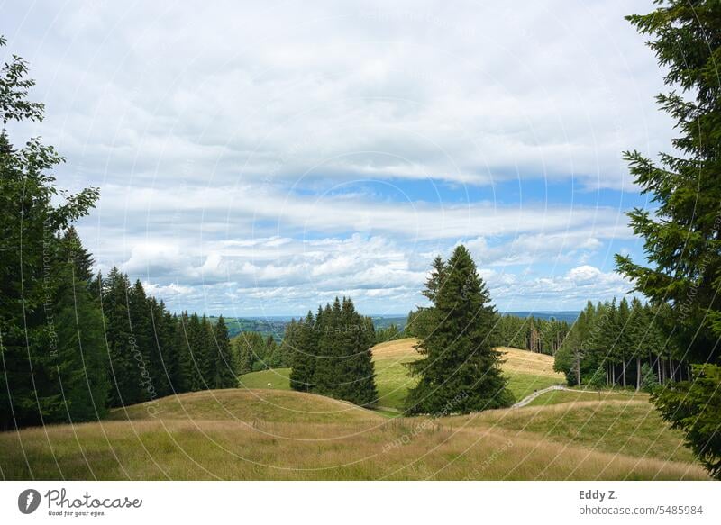 Alpine panorama a path leads into the green nature past meadows and pastures. Alps alpine landscape Panorama (View) Meadow Pre-alpes trees Nature Exterior shot