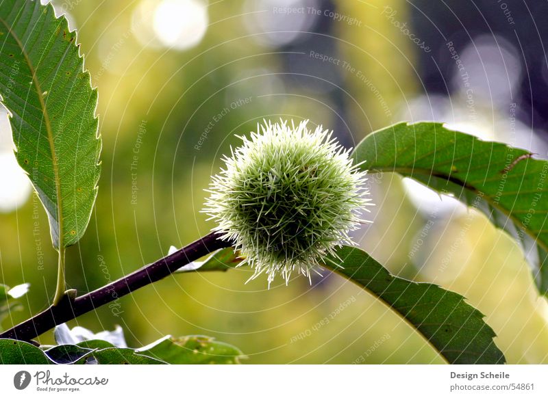 quite prickly Flower Thorny Green Meadow Garden Nature Close-up Detail detailed view