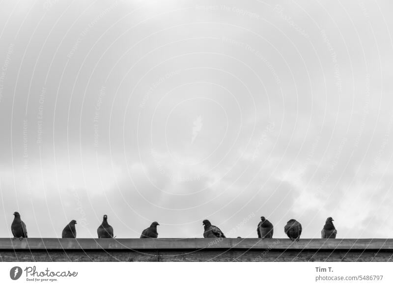 Pigeons on the eaves pigeons bnw b/w Train station Roof Summer bernau Black & white photo Day Deserted Exterior shot Building Town