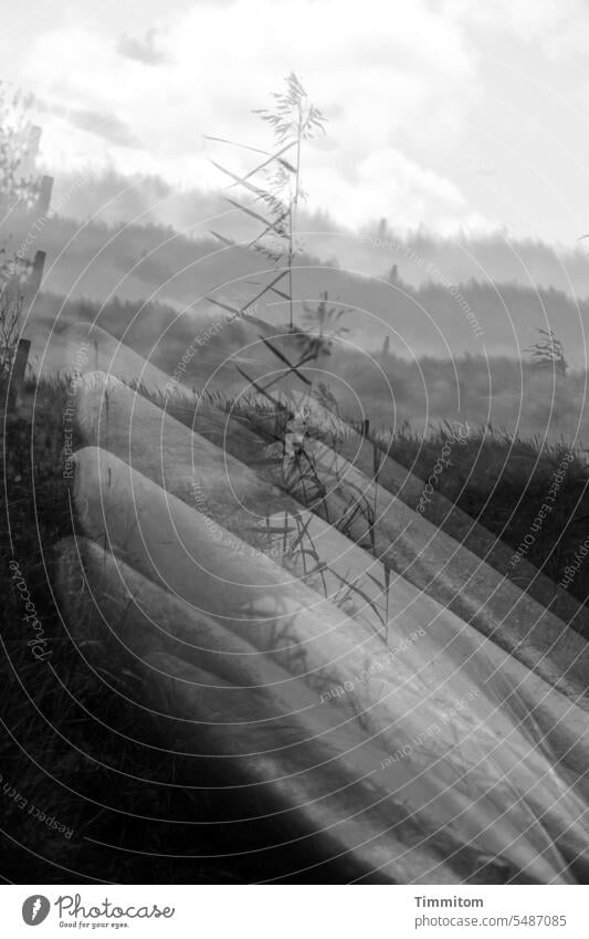 Danish impression Black & white photo multiple exposure boats Blade of grass Pole Grass grasses light and dark Deserted Hill Sky Clouds Light Denmark Fjord