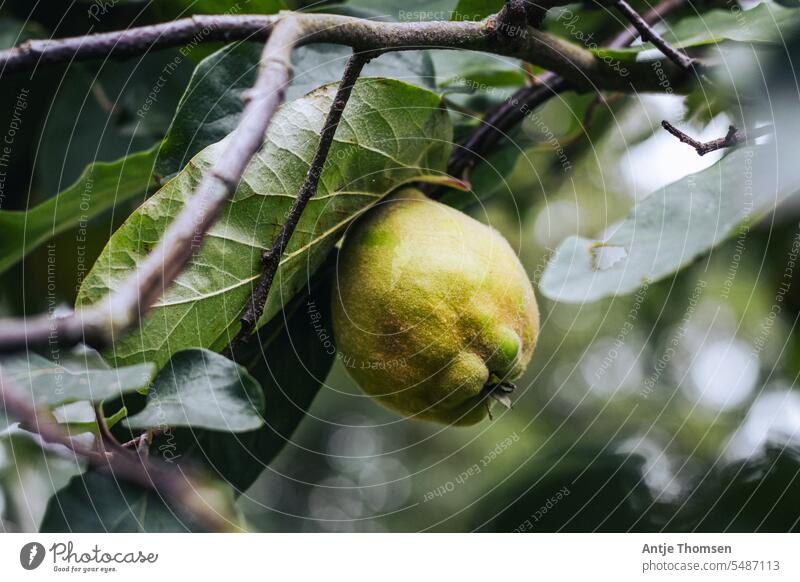 Quince hanging from tree with bokeh points in background Quince fruit Quince tree Fruit Autumn Yellow Green Food Harvest Fresh naturally furry Healthy Nutrition