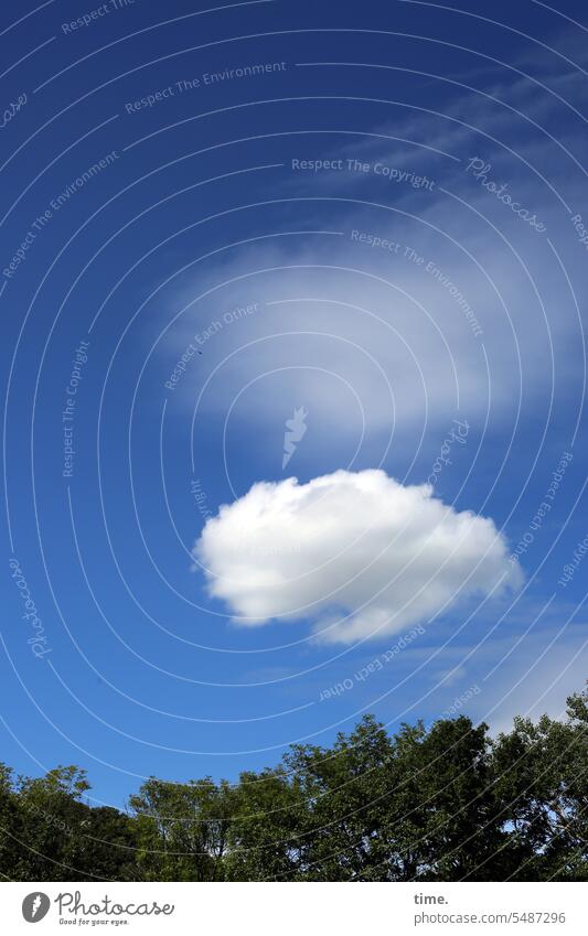 cloud race Sky Tree Clouds Summer Beautiful weather trees Forest Cloud formation Horizon steamy