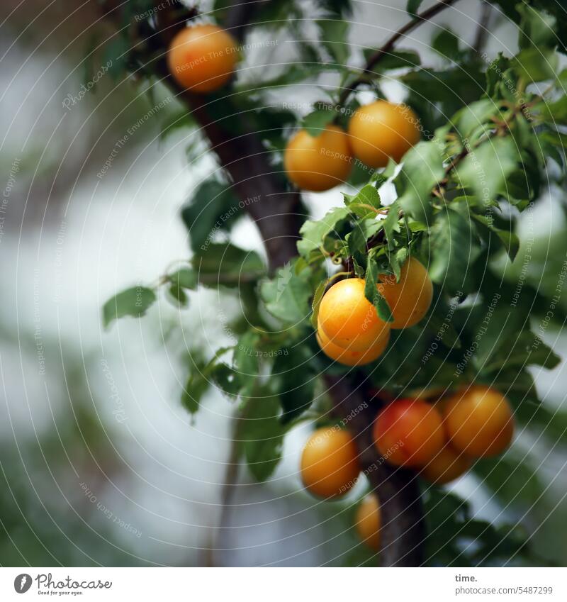 plum tree Egg Plum fruit Tree Fruit fruits Branch Twig sunny shady mirabelle plums Delicious food products Leaf Mature Yellow Orange Fruit trees Food Harvest