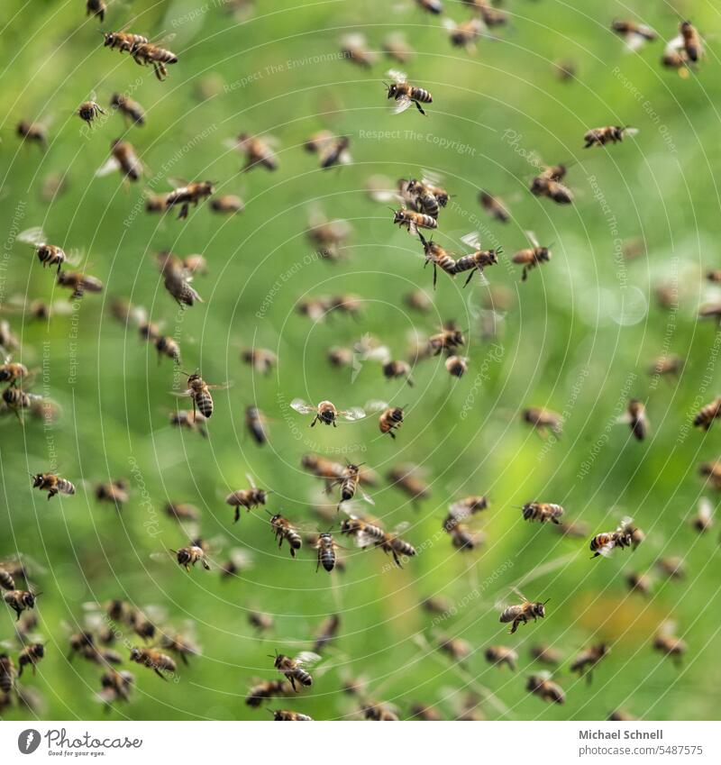 Swarm of bees Beehive beekeeping Bee-keeper keep beekeepers insects Honey bee Apiary Food Work and employment Diligent diligence busy bee busy beekeeping Flying