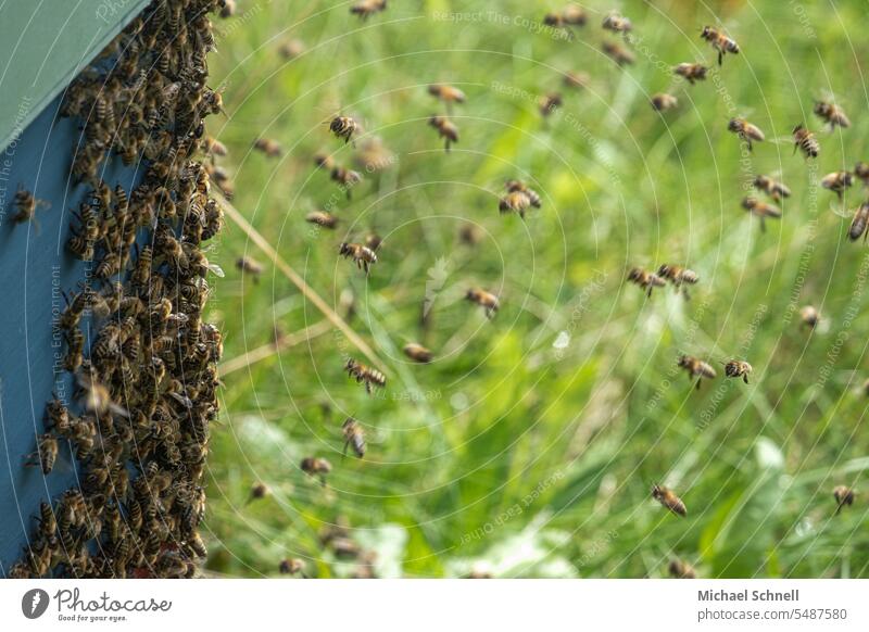 Bees on a hive Beehive beekeeping Bee-keeper keep beekeepers insects Honey bee Apiary Food Work and employment Diligent diligence busy bee busy beekeeping