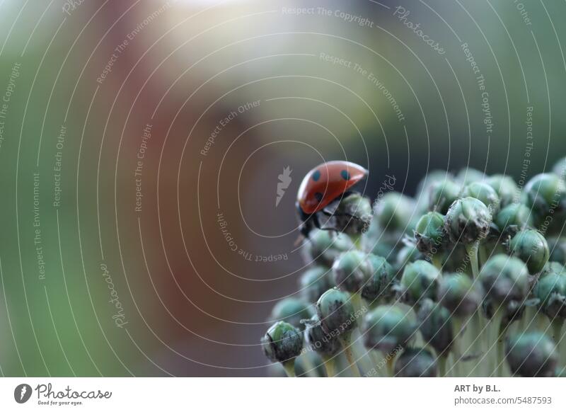 Ladybug explores flowered ornamental leek Insect Animal Garden Flower Plant allium blossomed Beetle Ladybird Red red beetle Adornment ornamental garlic detail