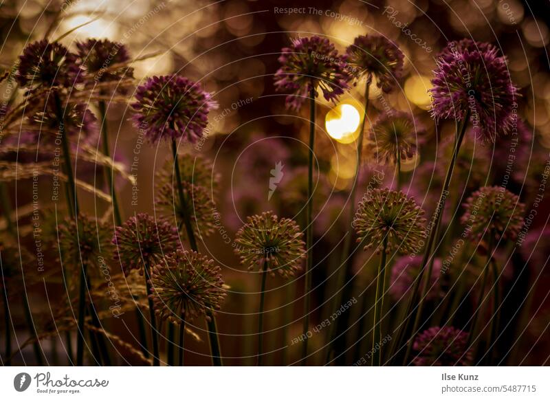 Ornamental leek in the light of the evening sun ornamental garlic Blossom Garden Light Sun Plant golden hour bokeh lights Back-light evening light