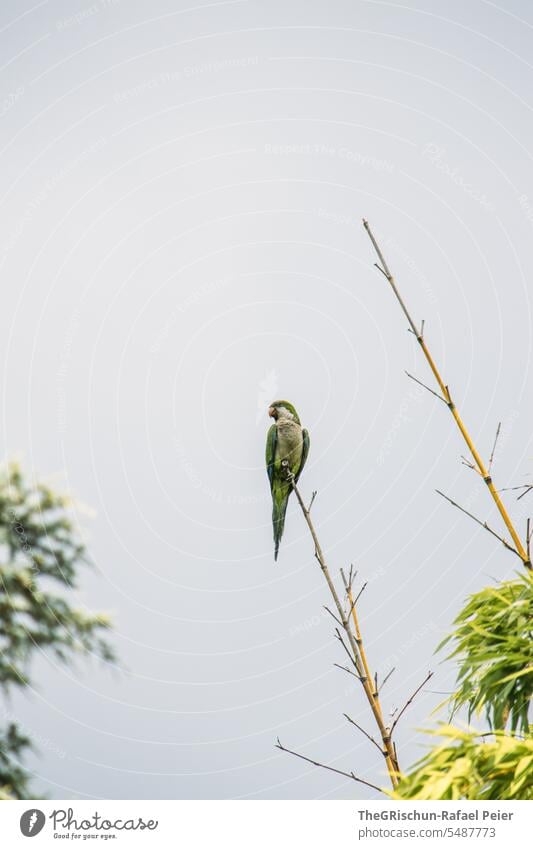 Parrot sitting on a branch Bird parrot Branch Bamboo plumage Flying Animal Beak Grand piano Nature Feather Exterior shot Sky Span