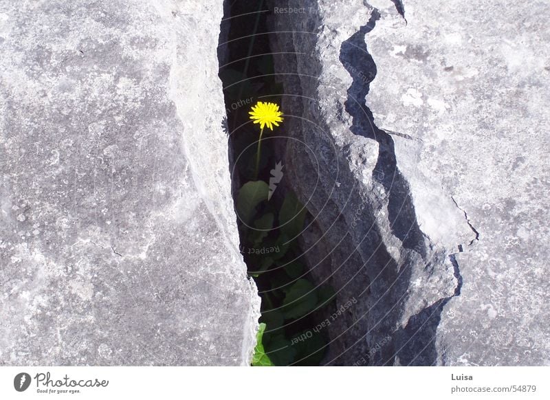 david & goliath Dandelion Cervice Rock the burren Power