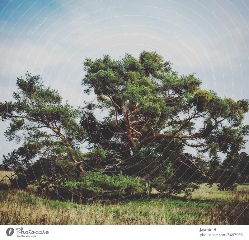 Old tree Tree Nature Plant Exterior shot Colour photo Deserted Day Environment Green naturally Landscape Meadow Copy Space top Beautiful weather Sky Blue Field