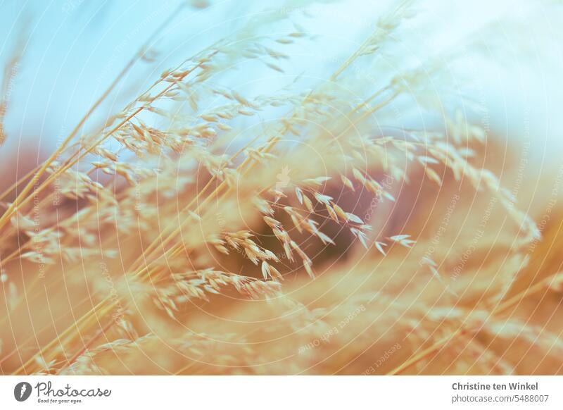 Grasses bend in the wind grasses Wind Nature Summer blurriness naturally Light windy Orange light blue Beautiful weather Wild plant Meadow Environment