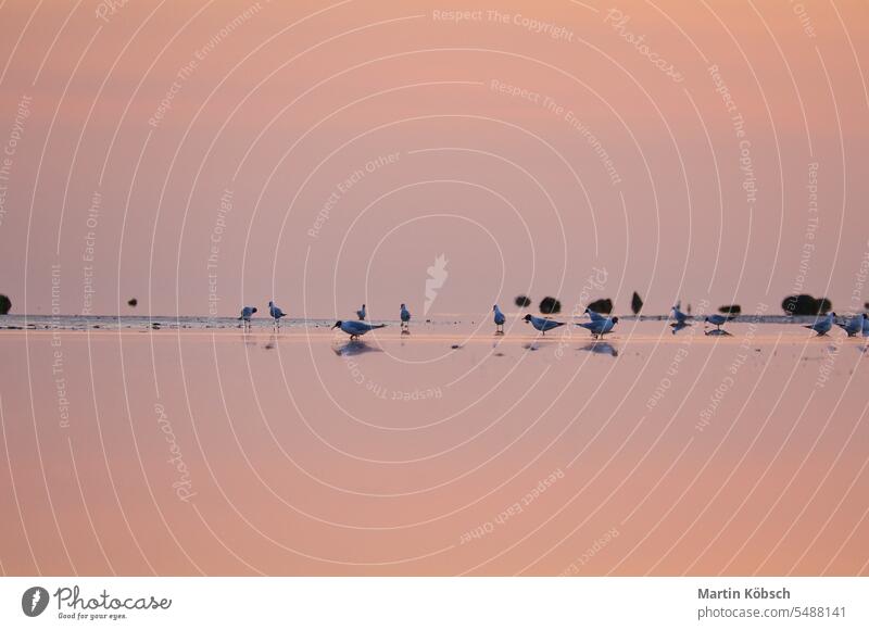 Seagulls at low tide in the sand on the coast of Poel at sunset. Pastel colors Animal poel island stone water bird migratory bird merganser beak red black white