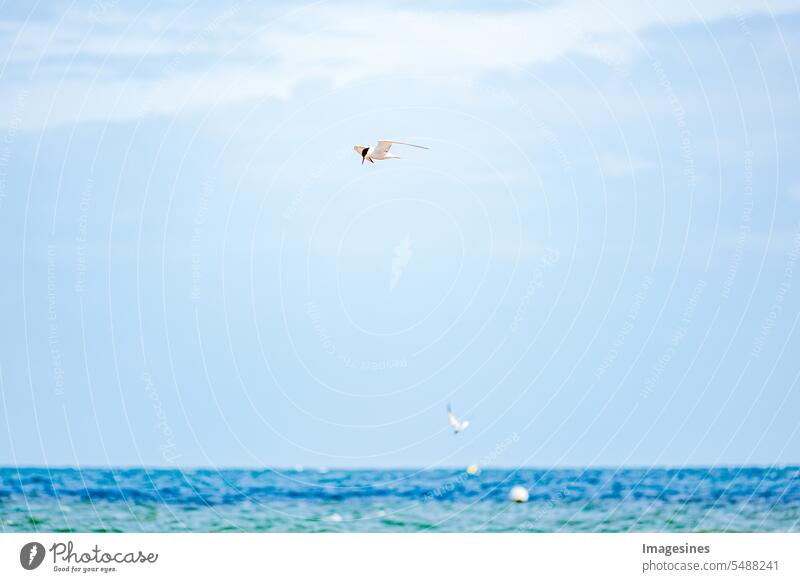 Terns fly over the blue idyllic ocean Flying Blue idyllically Ocean coast Water Nature Bird Colour photo Beach Deserted Animal Wild animal Outdoors Above